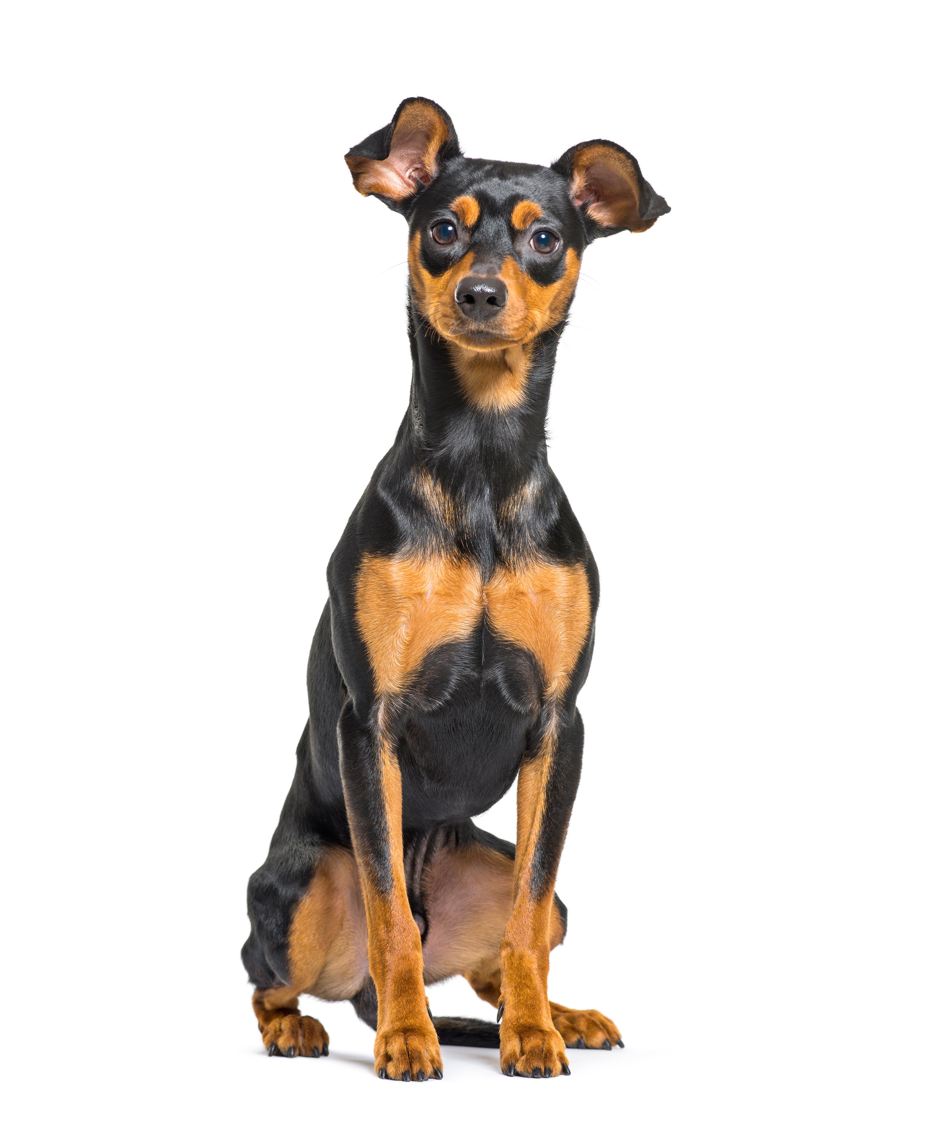 Mini doberman pinscher for sale near me best sale